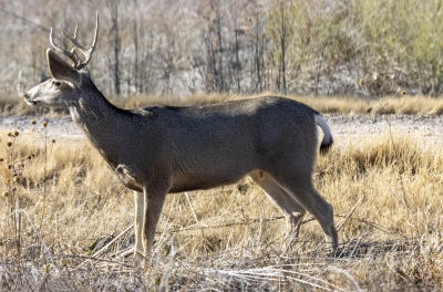 Mule Deer BdA Dec 2022